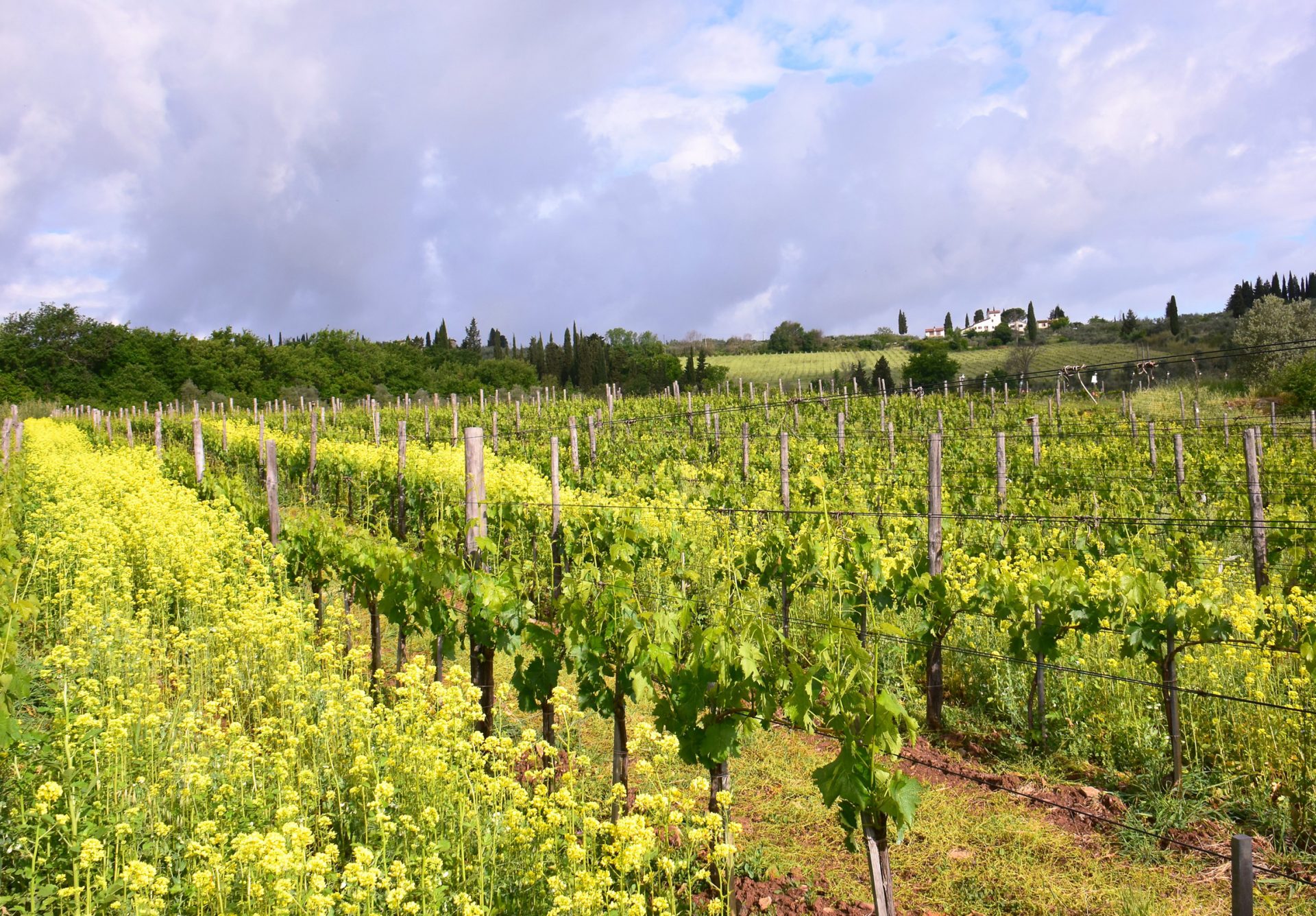 figure-vigna-podere-casaccia